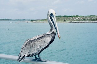 鹈鹕立于水边栏杆