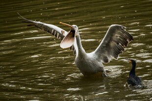 鹈鹕水中展翅捕食瞬间