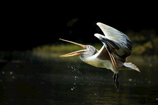 鹈鹕水中展翅瞬间