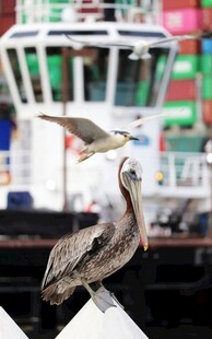 码头边鹈鹕与飞鸟同框
