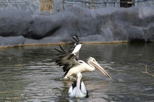 水中鹈鹕互动瞬间