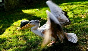 草地上展翅的鹈鹕