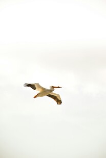 翱翔天际的飞鸟