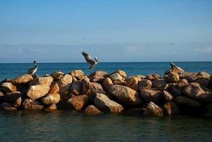 海边礁石上的几只海鸟