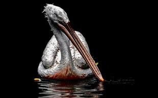 水中鹈鹕的优雅瞬间