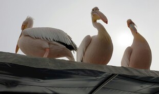 屋顶上的几只优雅鹈鹕