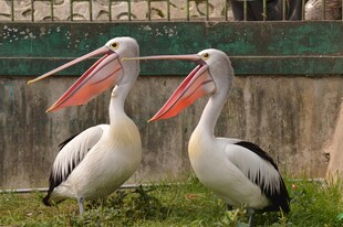两只鹈鹕站立于草地