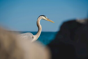 海边伫立的优雅白鹭