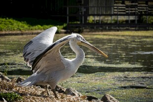 岸边展翅的鹈鹕