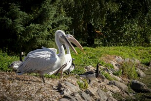 草地上休憩的白鹈鹕
