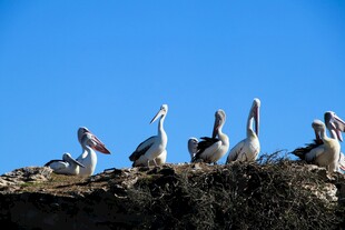 鹈鹕群立于蓝天之下的岩石