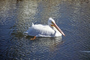 水中悠游的白鹈鹕