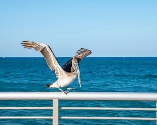 海边栏杆上展翅的鹈鹕