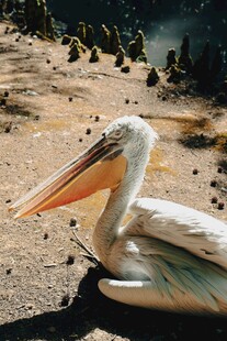 沙滩上休憩的鹈鹕