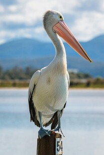 鹈鹕立于木桩眺望远方