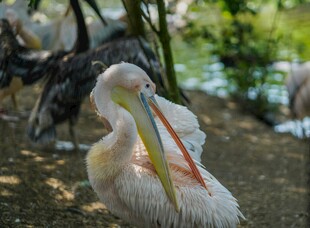 水边休憩的鹈鹕