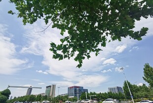 城市绿荫下的晴朗天空