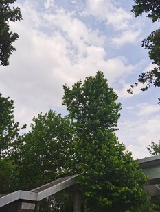 绿树掩映下的天空景色