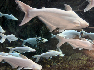 群鱼在水中畅游的景象