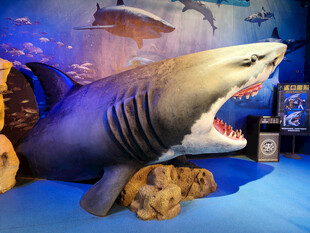 逼真鲨鱼模型展示于室内