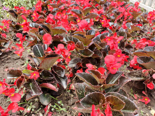 艳丽红海棠绽放于地