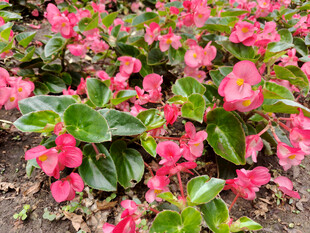 娇艳粉色秋海棠花丛