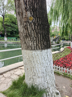 树干底部涂白的公园景色