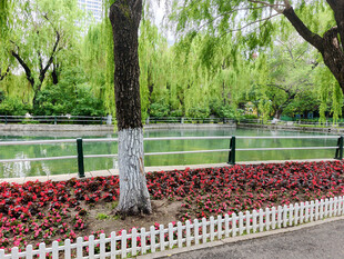 湖畔柳下繁花装点的美景