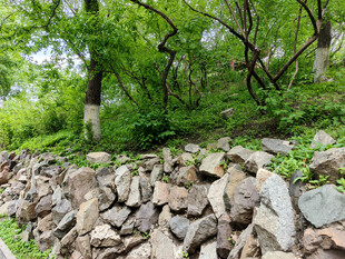 石砌矮墙旁的葱郁绿意