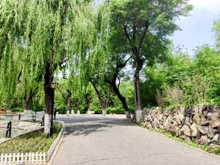 林荫小道绿意盎然的景致