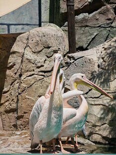 两只鹈鹕亲昵互动场景