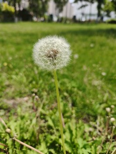 草地上的蒲公英