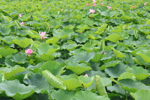 荷花