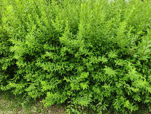 翠绿繁茂的灌木丛