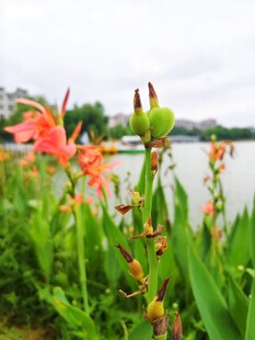 湖畔美人蕉绽放