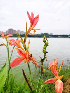 湖畔美人蕉绽放