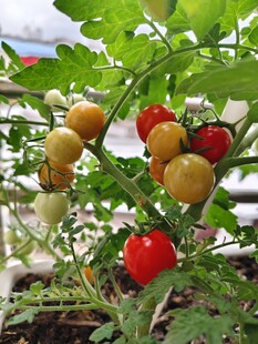 枝头多彩小番茄