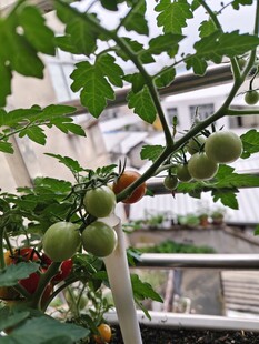 阳台上的青涩小番茄