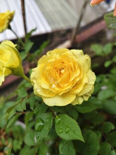 娇艳黄玫瑰绽放绿叶间