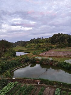 乡村田园风光静谧池塘
