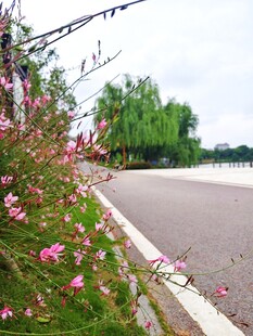 路边粉色小花