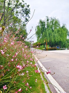 路边绽放的粉色小花