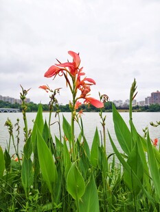 湖畔美人蕉绽放