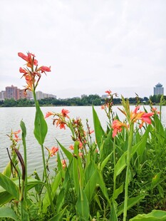 湖畔绽放的鲜艳美人蕉