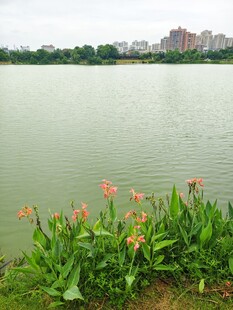 湖畔绿植与远处城市景观