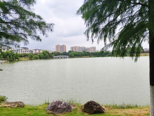 湖畔风光 绿树下的湖面