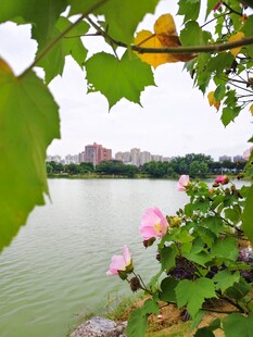 湖畔木芙蓉与绿叶