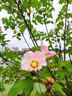 娇艳绽放的粉色单瓣花朵