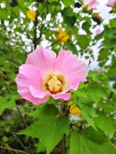 木槿花绽放 芙蓉花