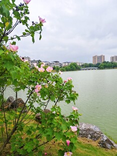 湖畔繁花 水边芙蓉